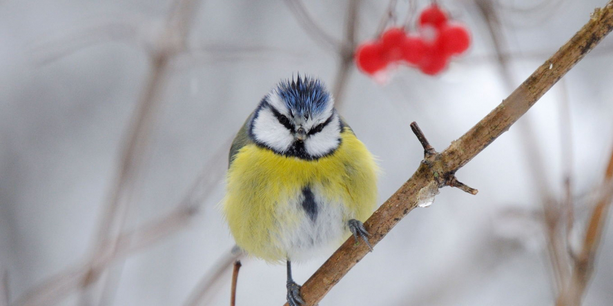 Mésange bleue posée sur une branche, les plumes humides